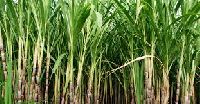 sugar plant