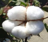 Cotton Fiber