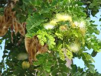 Albizia Lebbeck Plant