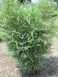 Variegated Bamboo Plant