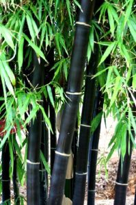 Black Bamboo Plant