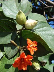 Cordia Sebestena Plant