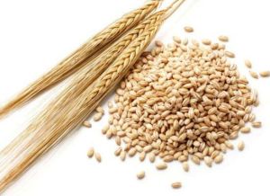 Barley Seeds