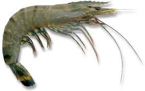 Tiger Prawn