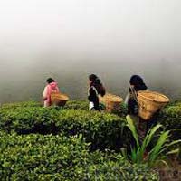 Darjeeling Tea Leaves