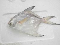 Pomfret