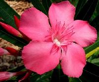 Nerium oleander Flower