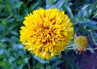 Yellow Sevanthi Flower