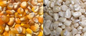 Yellow Maize