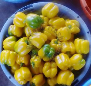 colour capsicum