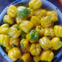 Fresh Yellow Capsicum