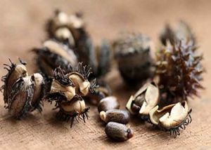 Castor Seed Shells