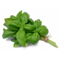 fresh basil