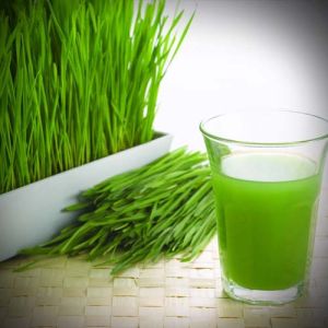 fresh wheatgrass