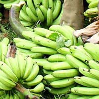 robusta banana