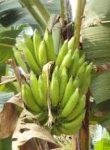 Nenthra  Banana