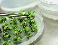 Tissue Cultured Plants