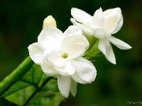 Fresh Jasmine Flowers