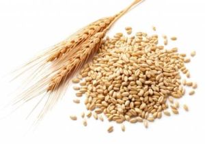 Wheat Seeds