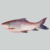 Frozen Rohu Fish