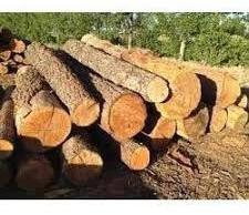 Neem Wood Logs