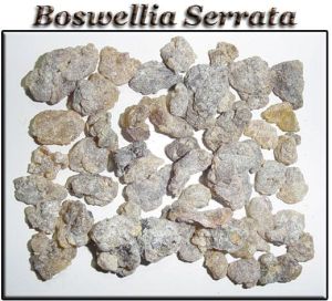 Boswellia Serrata Extract