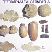 Terminalia Chebula Extract