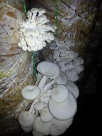 Fresh Oyster Mushroom