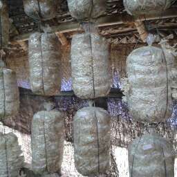 oyster mushroom grower