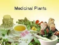 Medicinal Plants