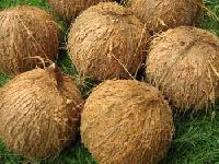Brown semi husked coconuts