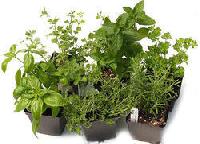 Herb Plants