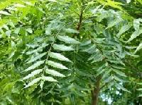 Neem Leaves