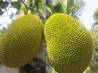 Fresh Jackfruit