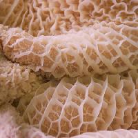 Honeycomb Tripes