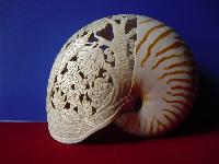 sea shell carving