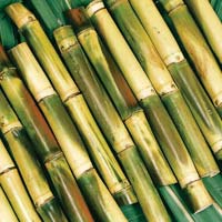 Sugar Cane