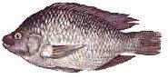 Tilapia Fish