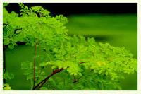 Moringa Leaf