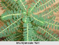 Bhui amla - Phyllanthus amarus
