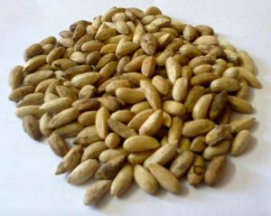 dry neem seeds