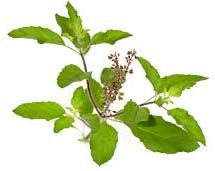 Holy Basil Leaves