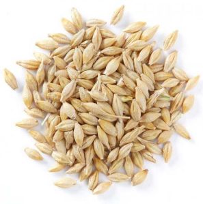 Barley Seeds