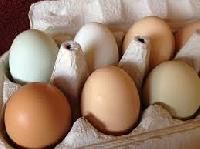 farm fresh eggs