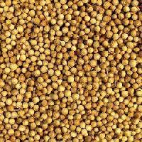 coriander seeds (dhaniyaa)