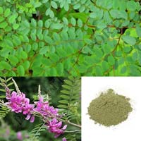 Indigofera Tinctoria Herbal