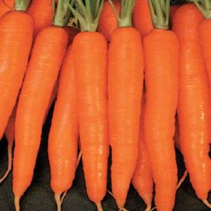 Fresh Carrot