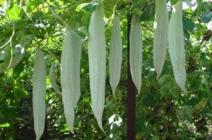 Fresh Snake Gourd