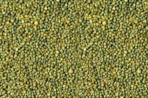 Green Millet