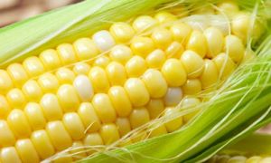 Sweet Corn